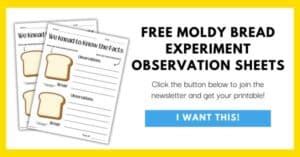 mold growth on bread experiment|bread mold experiment worksheet.
